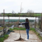 Bareroot Prunus Amanogawa Flagpole Japanese Cherry tree 175-200cm tall