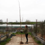 Bareroot Amanogawa Flagpole Japanese Cherry 6cm to 8cm girth Standard Tree