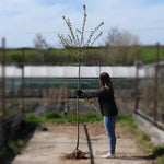 Bareroot Autumnalis Cherry 6cm to 8cm girth Standard Tree