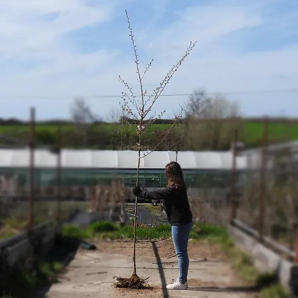 Bareroot Autumnalis Rosea Cherry 6cm to 8cm girth Standard Tree