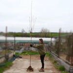 Bareroot Spire Cherry 6cm to 8cm girth Standard Tree