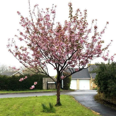 Kanzan Cherry Tree in Flower