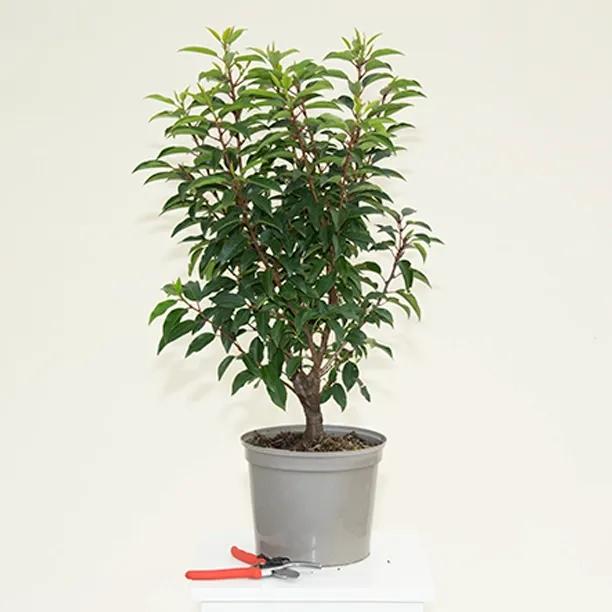 Portugal Laurel Hedge Plant in 5 litre Pot