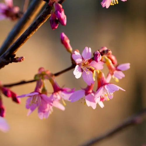 Okame Japanese Cherry Blossom Flowers