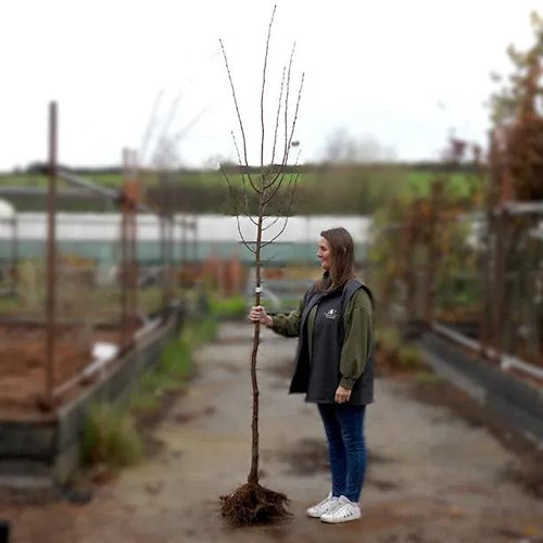 Bareroot 6cm to 8cm girth Standard Rancho Cherry Blossom tree