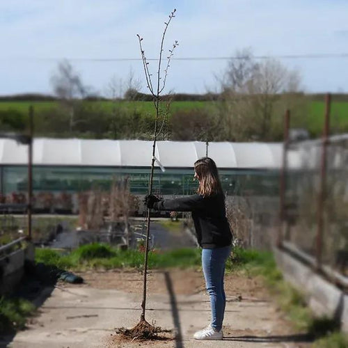 Bareroot Sargents Japanese Cherry Blossom 6cm to 8cm girth Standard Tree