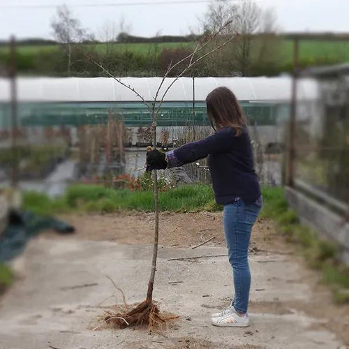Bareroot Shirofugen Cherry Half Standard Tree