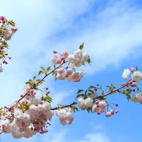 Shirofugen Cherry Tree Flowers