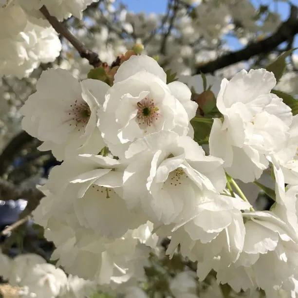 Shirotae cherry blossom Flowers