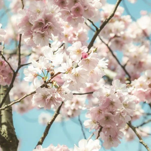 Ukon Japanese Cherry Flowers