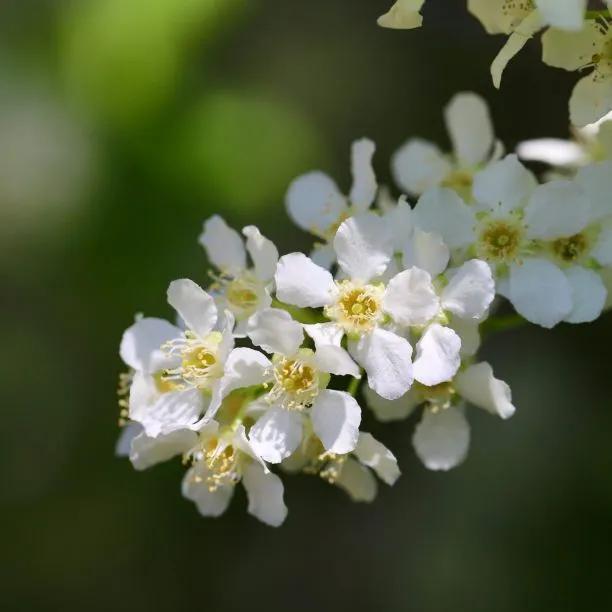 Watereri Bird Cherry Flowers