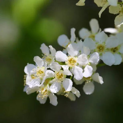 Watereri Bird Cherry Flowers
