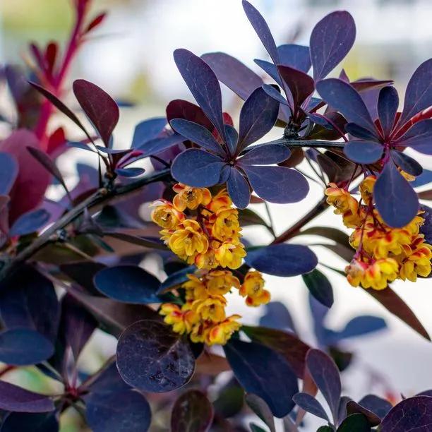 Purple Berberis Leaves and Flower