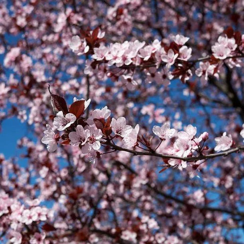 Cherry Plum flowers