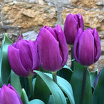 Purple Flag Tulip Flowers