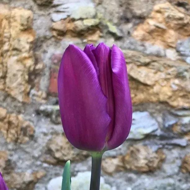 Purple Flag Tulip Flowers