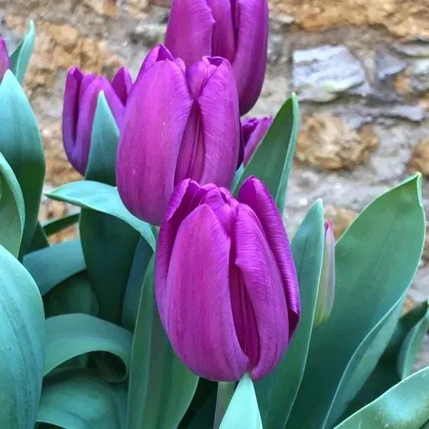 Purple Flag Tulip Flowers