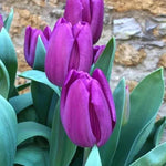 Purple Flag Tulip Flowers