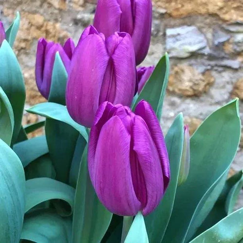 Purple Flag Tulip Flowers