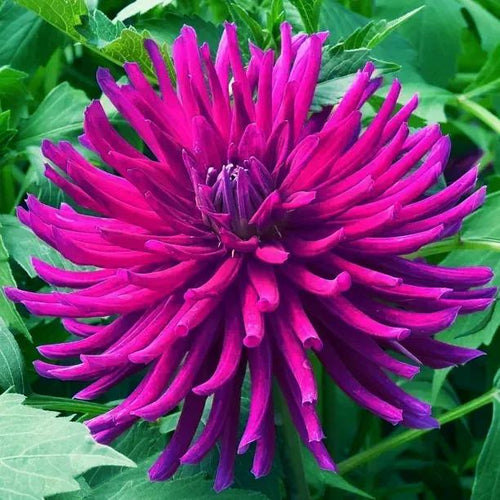 Purple Gem Dahlia Flowers