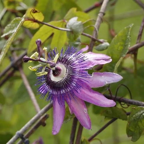 Purple Haze Passiflora Flowers