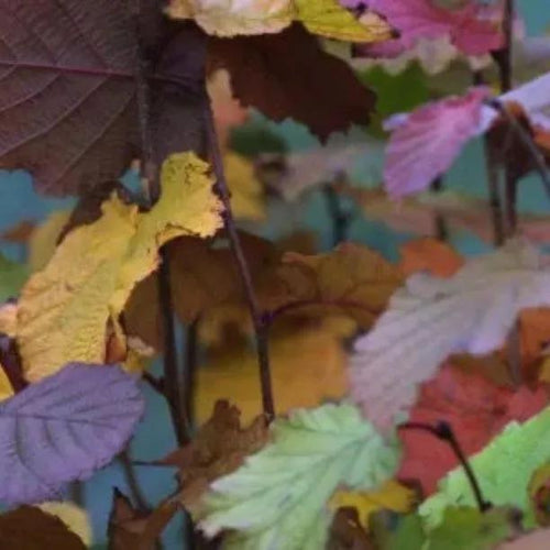 Purple-Leaved Filbert hazel leaves in early Autumn
