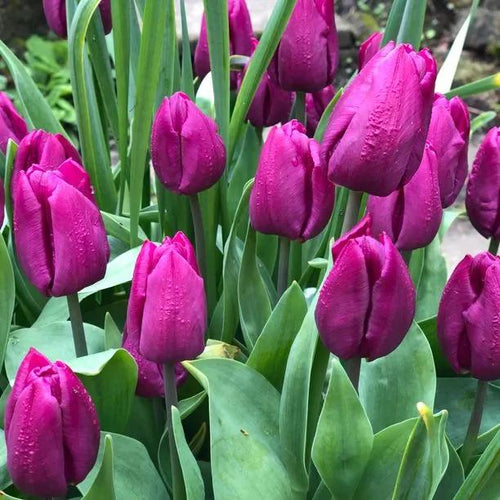 Purple Prince Tulip Flowers