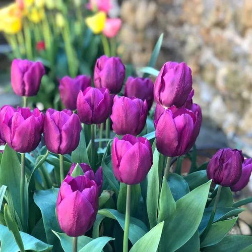 Purple Prince Tulip Flowers - Bunch Flowering in Spring