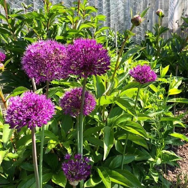 Purple Rain Allium Flowers
