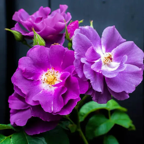 Purple Skyliner Rose Flowers