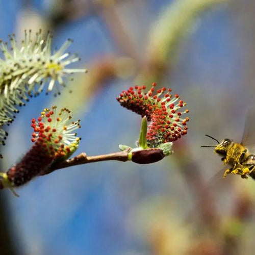 Purple Willow Tree Catkins