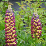 Two tall clusters of purple and yellow lupins in a garden setting.