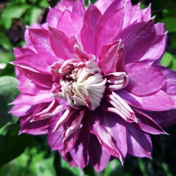 Purpurea Plena Elegans Clematis Flowers