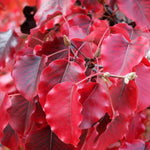 Chanticleer Pear Tree Leaves in Autumn