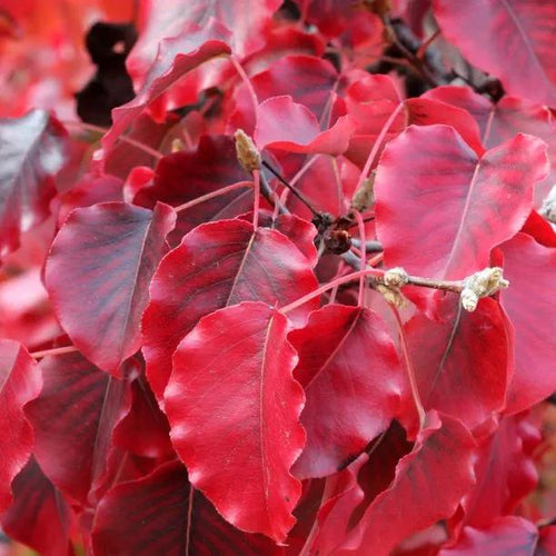 Chanticleer Pear Tree Leaves in Autumn