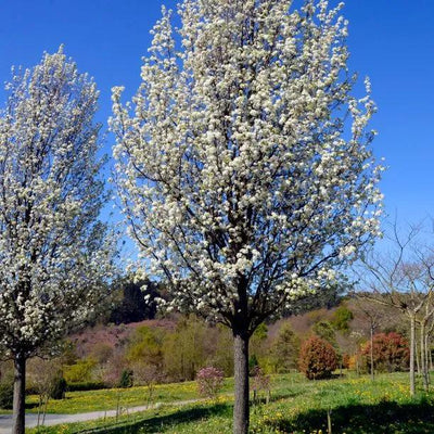Mature Chanticleer Pear Tree in flower
