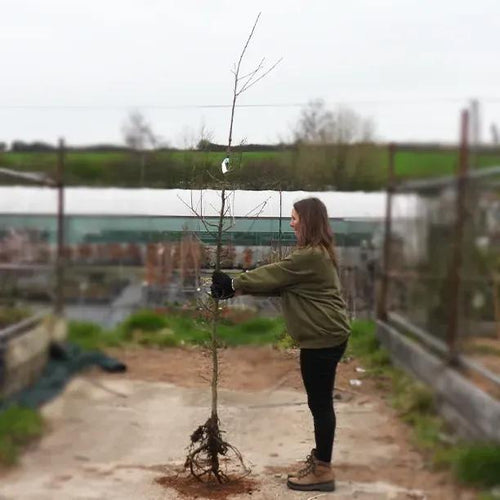 Bareroot English Oak Tree - 200-250cm tall