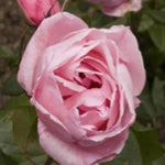 Queen Elizabeth Floribunda Rose Flowers
