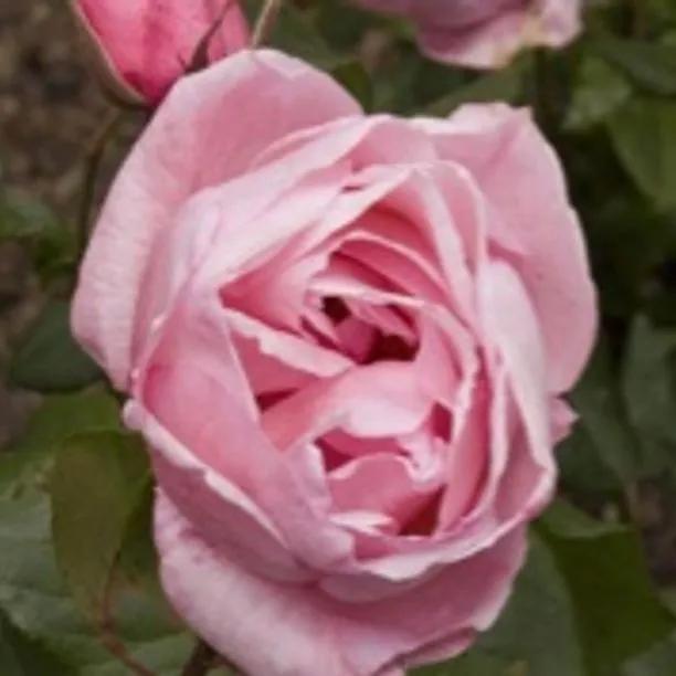 Queen Elizabeth Floribunda Rose Flowers