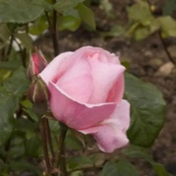 Queen Elizabeth Floribunda Rose Flowers