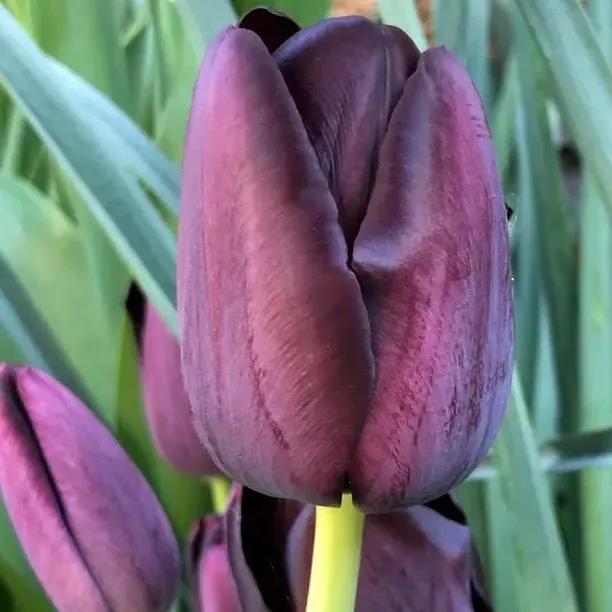 Queen of Night Tulip Flowers