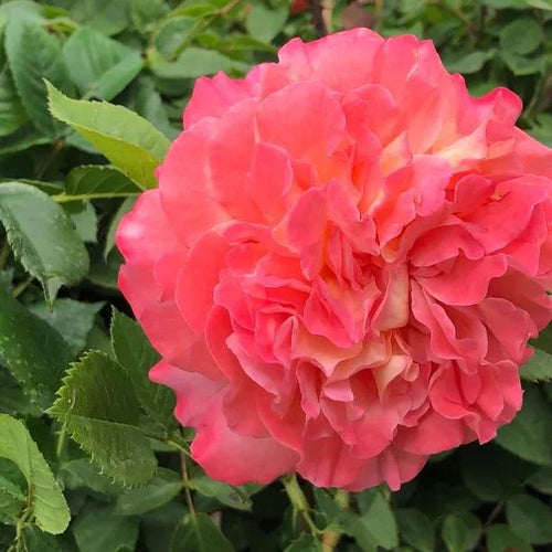 Rachel Hybrid Tea Rose Flowers
