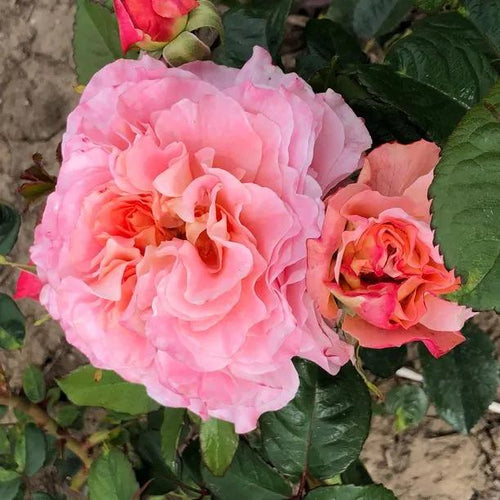 Rachel Hybrid Tea Rose Flowers