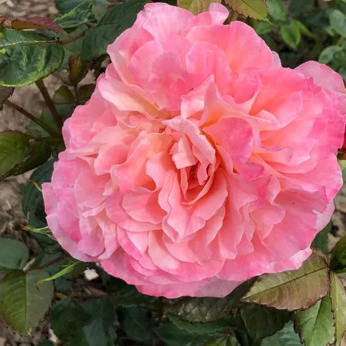 Rachel Hybrid Tea Rose Flowers