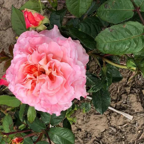 Rachel Hybrid Tea Rose Flowers