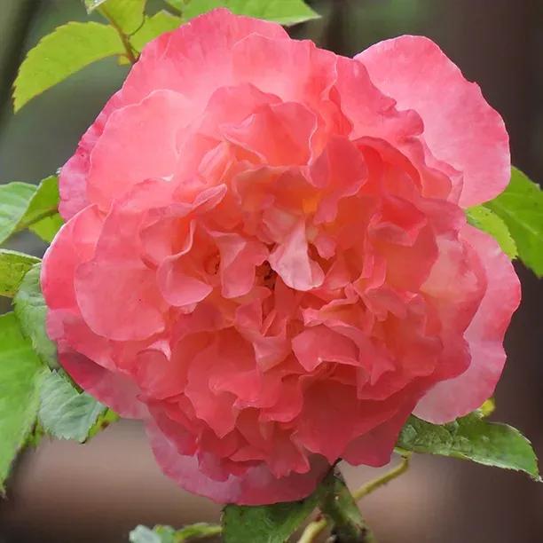 Rachel rose amber-orange scented blooms on disease-resistant bush