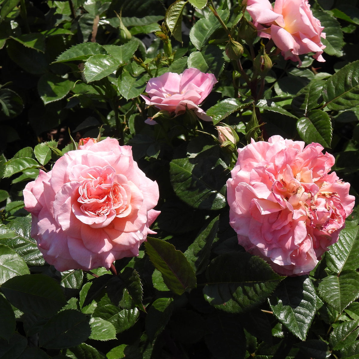 Pink rose blooms with green leaves in a garden setting.
