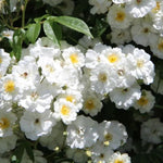 Rambling Rector Rose Flowers