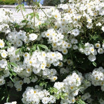 Rambling Rector Rose Flowers