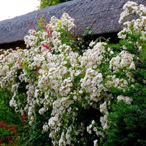 Rambling Rector Rose Flowers